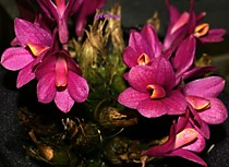 Dendrobium laevifolium Pink