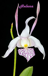 Dendrobium leporinum