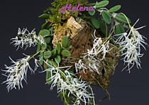 Dendrobium linguiforme