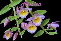 Dendrobium loddigesii