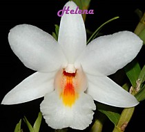Dendrobium margaritaceum 'Giant Flower'