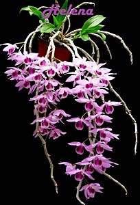 Dendrobium Nestor (parishii x anosmum)