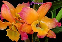 Dendrobium Oriental Smile''Fantasy'