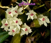 Dendrobium parvulum white