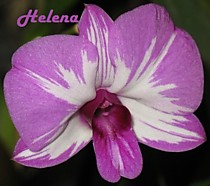 Dendrobium Phok Bong x Little Princess
