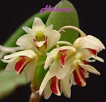 Dendrobium rigidum