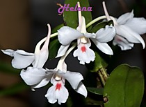 Dendrobium schildhaueri