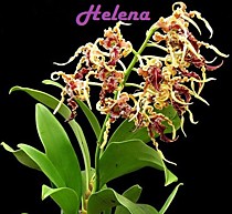 Dendrobium spectabilis