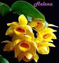 Dendrobium sulcatum