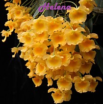 Dendrobium Ueang Pheung (jenkinsii x lindleyi)