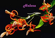 Dendrobium unicum