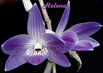 Dendrobium victoria reginae