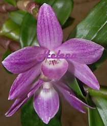 Dendrobium victoria reginae x laevifolium Dendrobium victoria reginae x laevifolium