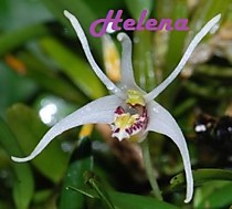 Diplocaulobium chrysotropis Diplocaulobium chrysotropis