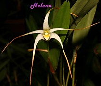Diplocaulobium pulvilliferum