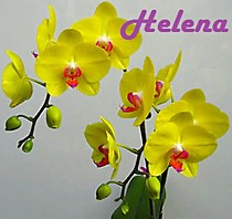 Dtps. Fuller's Sunset '2036'