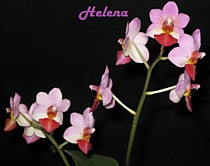 Dtps. Jia Ho Cherry x Phal. lobbii Dtps. Jia Ho Cherry x Phal. lobbii