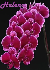 Dtps. Miki Galaxy '69'
