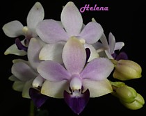 Dtps. Tzu Chiang Sapphire