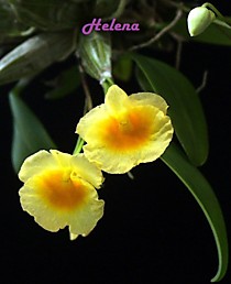 Dendrobium lindleyi