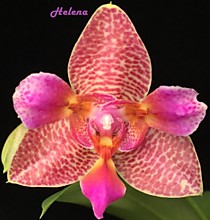 Phal. Joy Fairy Tale "Joy'