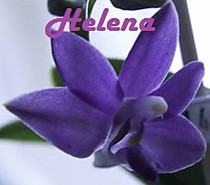 Phal. K.S Purple Martin "Blue Star"