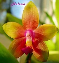 Phal. Princess Kailuani