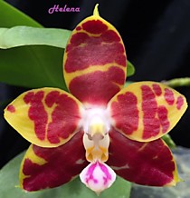 Phal. Sogo Kaiulani ''Wu'' x Brother Ambo Passion