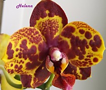 Phal. Tying Shin Wonder x Haur Jih Prince