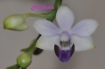 Phal. Tzu Chiang Sapphire