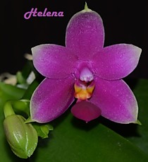Phal. Vio Vio (P.violacea x P.Be Tris) x P. violacea '3lip')