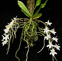 Aerangis mooreana