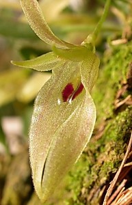 Barbosella australis