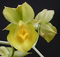 Catasetum expansum
