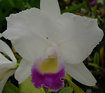 Cattleya trianae var. coerulea