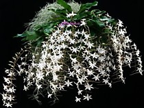 Aerangis biloba