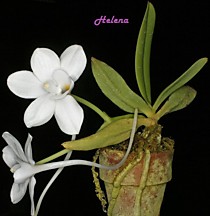 Amesiella philippinensis