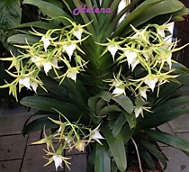Angraecum Crestwood