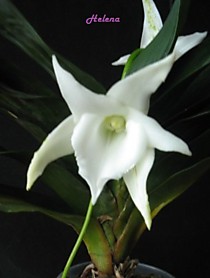 Angraecum Lemforde White Beauty