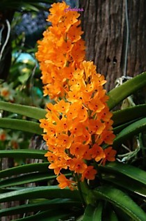Ascocentrum miniatum