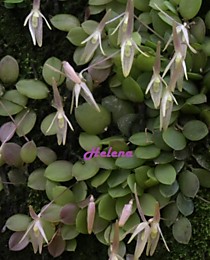 Barbosella dusenii