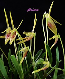 Barbosella prorepens