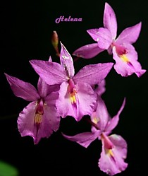 Bardendrum Cyclotella Jerusan 'CT Red Bird'