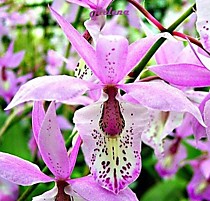 Barkeria spectabilis x lindleyana