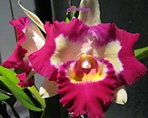Blc. Chief Happy "Chief"