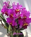 Blc. Taichung Beauty 'Qing Ming #8'