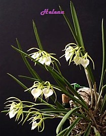 Brassavola nodosa