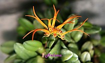 Bulbophyllum setaceum