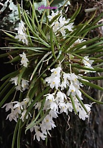 Capanemia micromeria