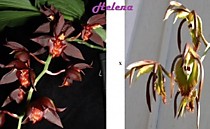 Catasetum incurvum x Ten Dragons 'Night Wasp'